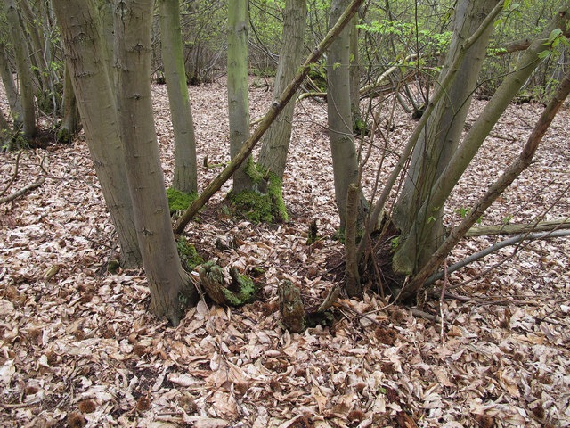 Coppiced sweet chestnut